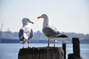seagull deterrent