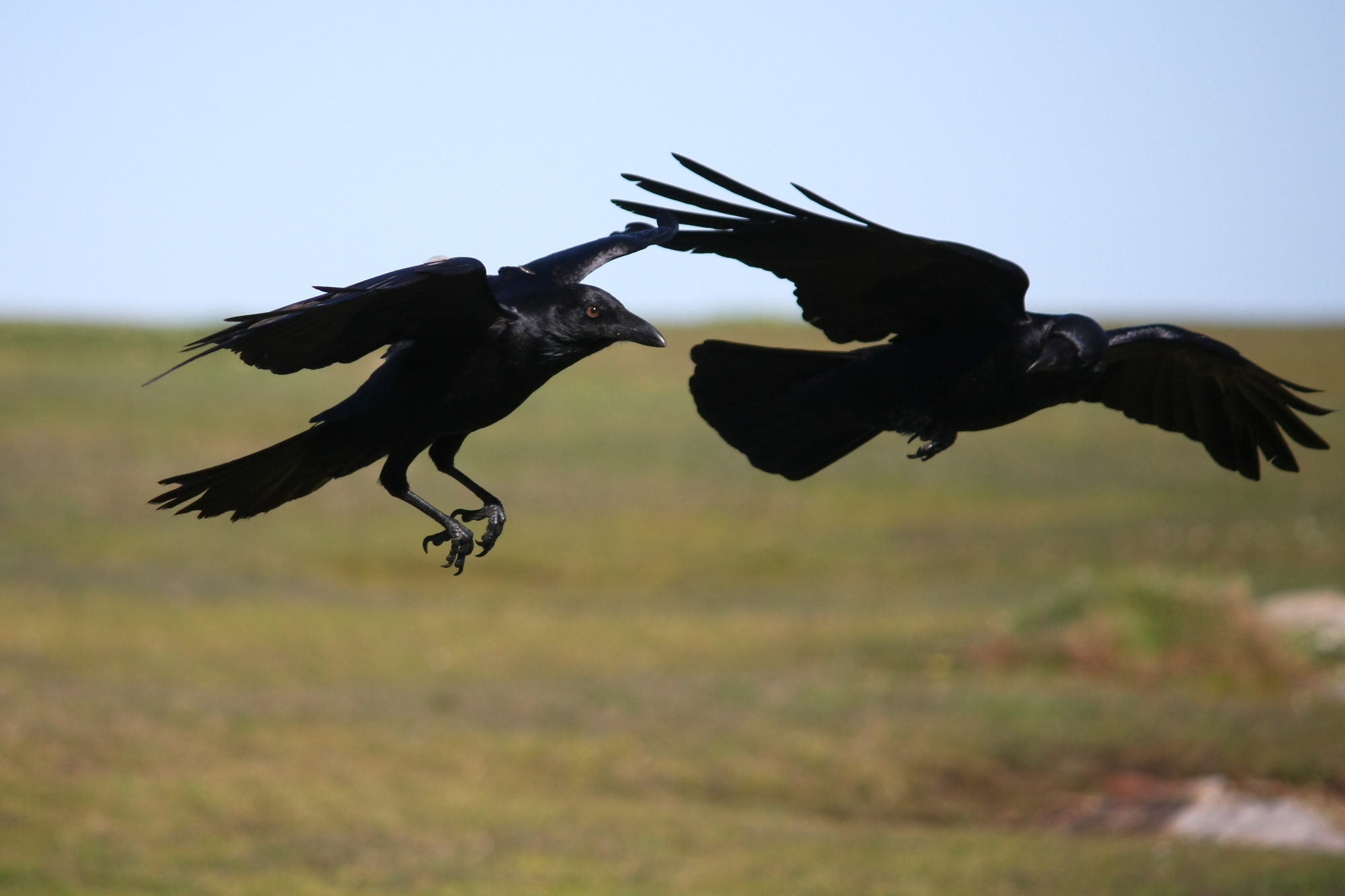 bird pests