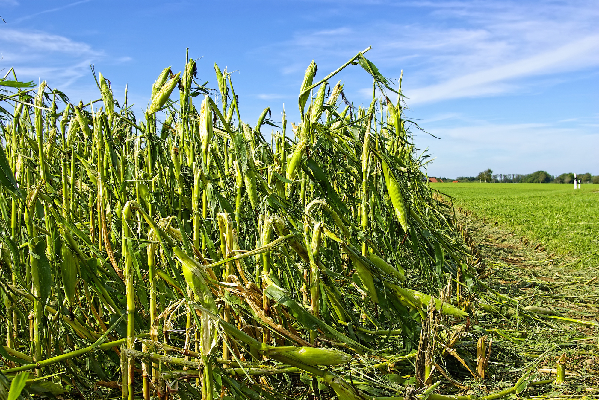 crop damage