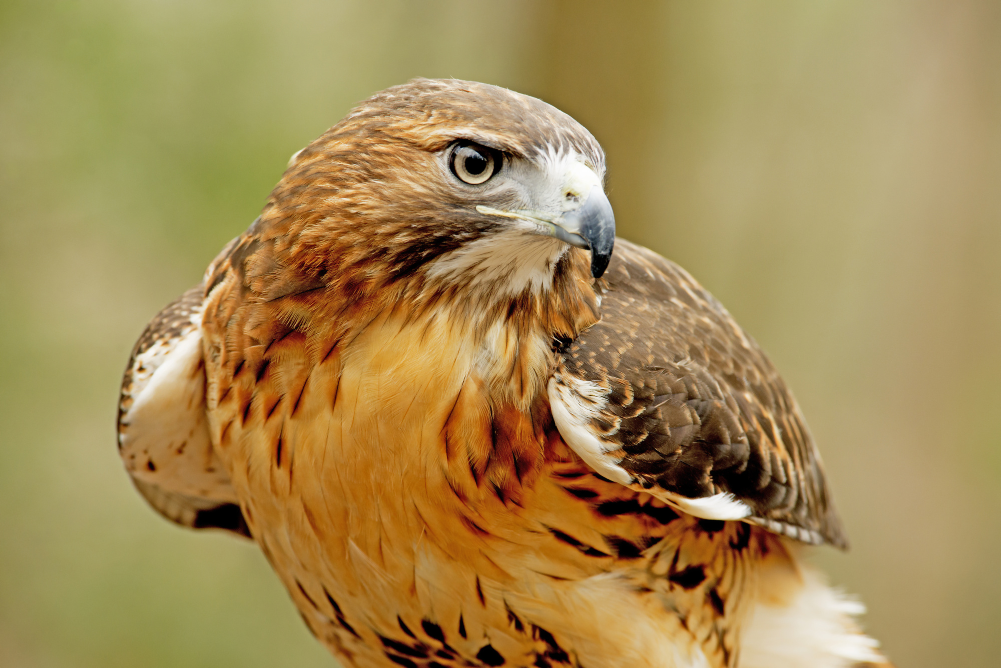 falcons for pest control