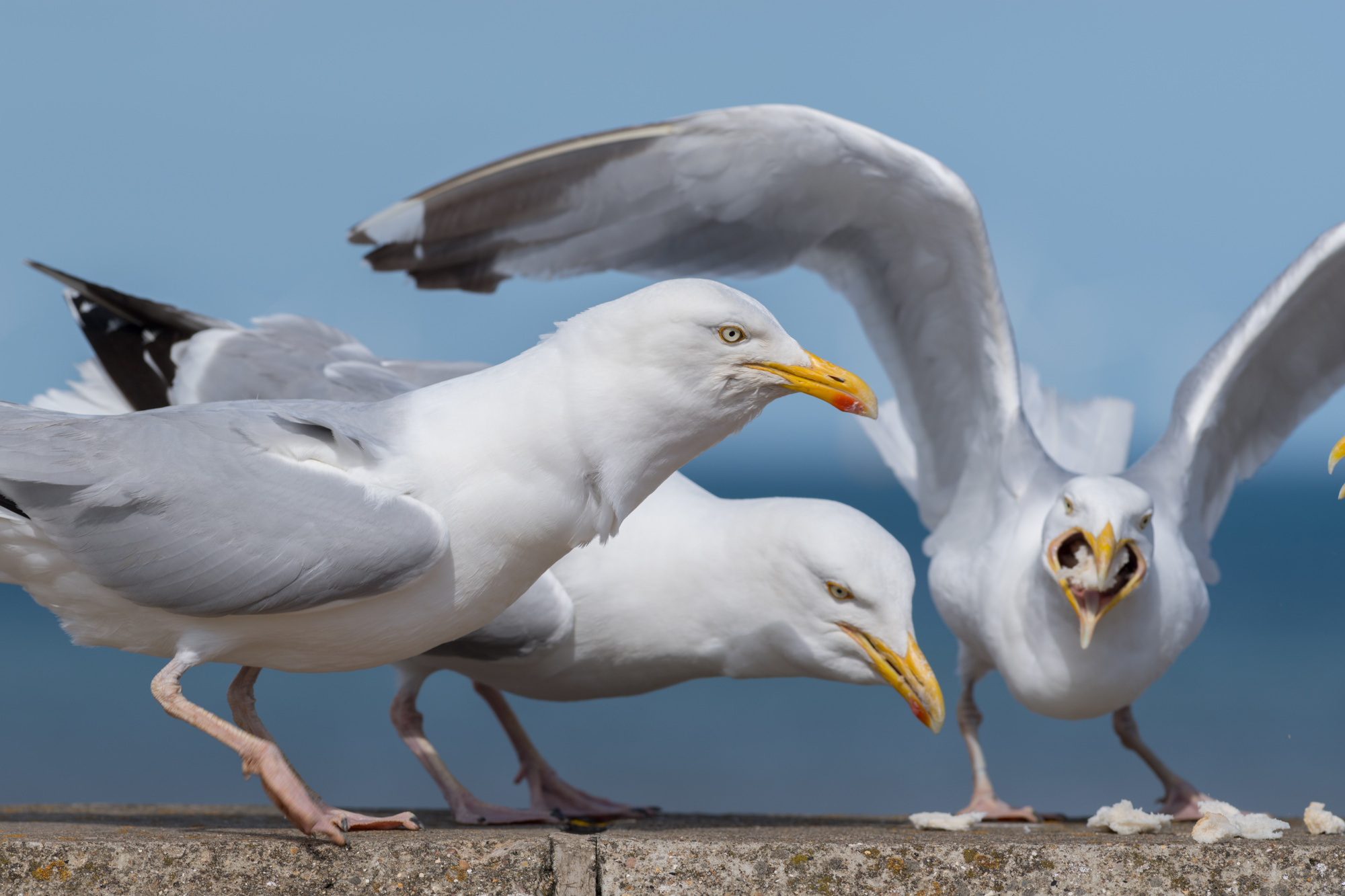 problems with seagulls