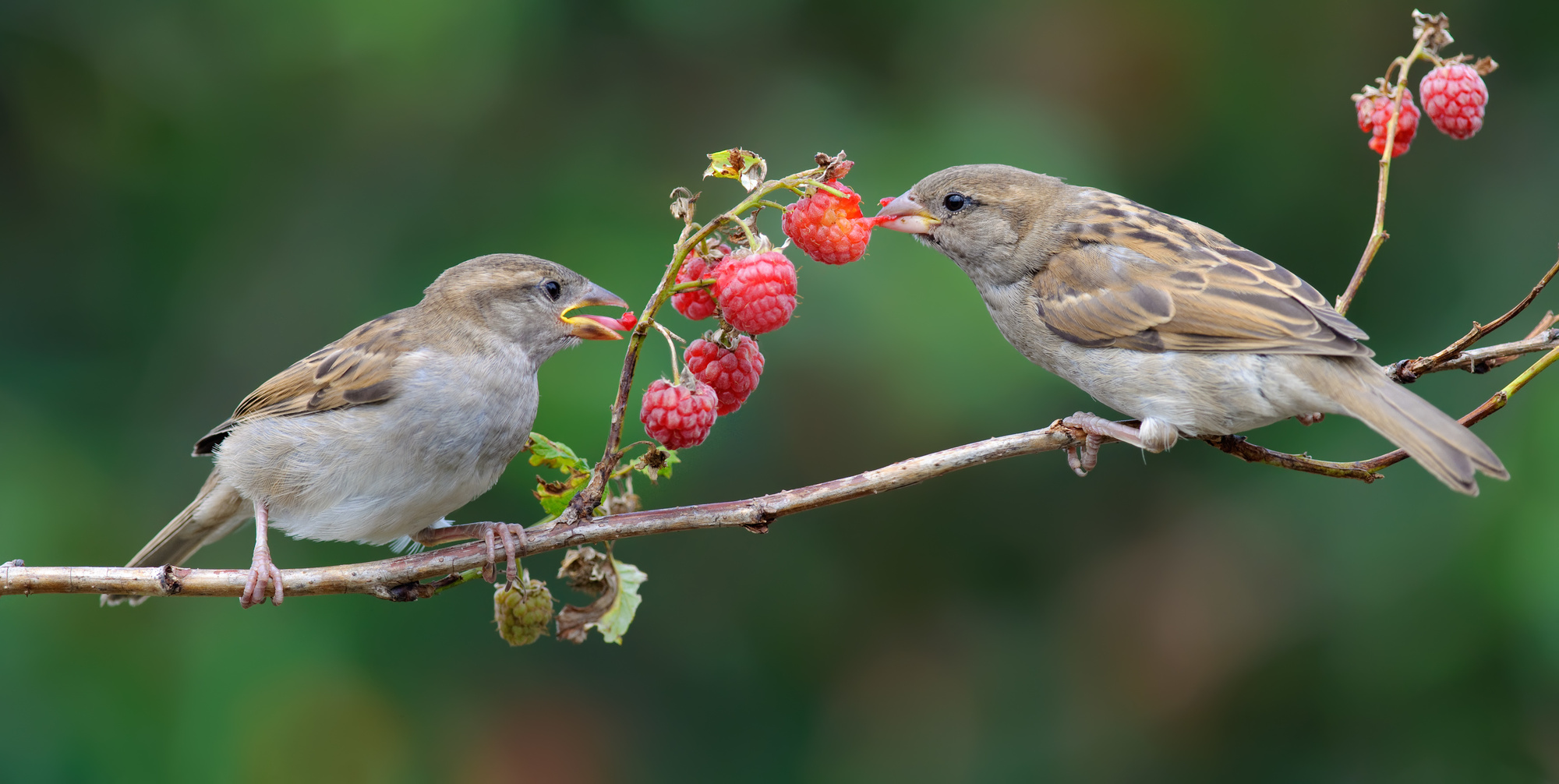 fruit eating birds