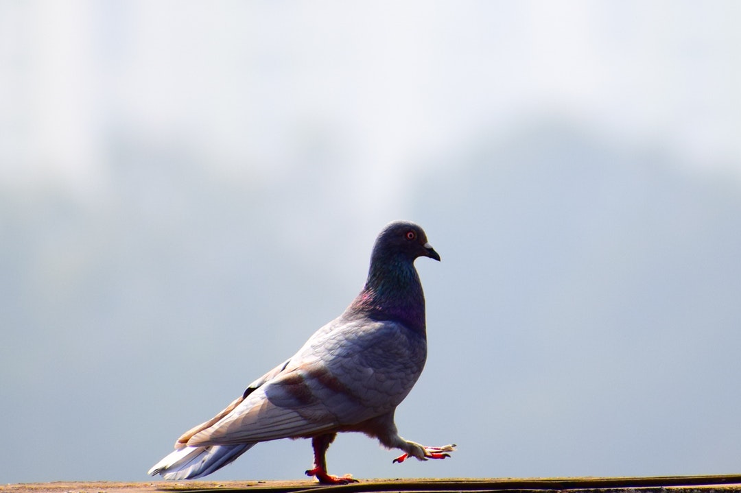 pigeon problems