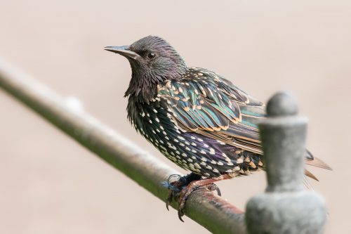 how to get rid of starlings