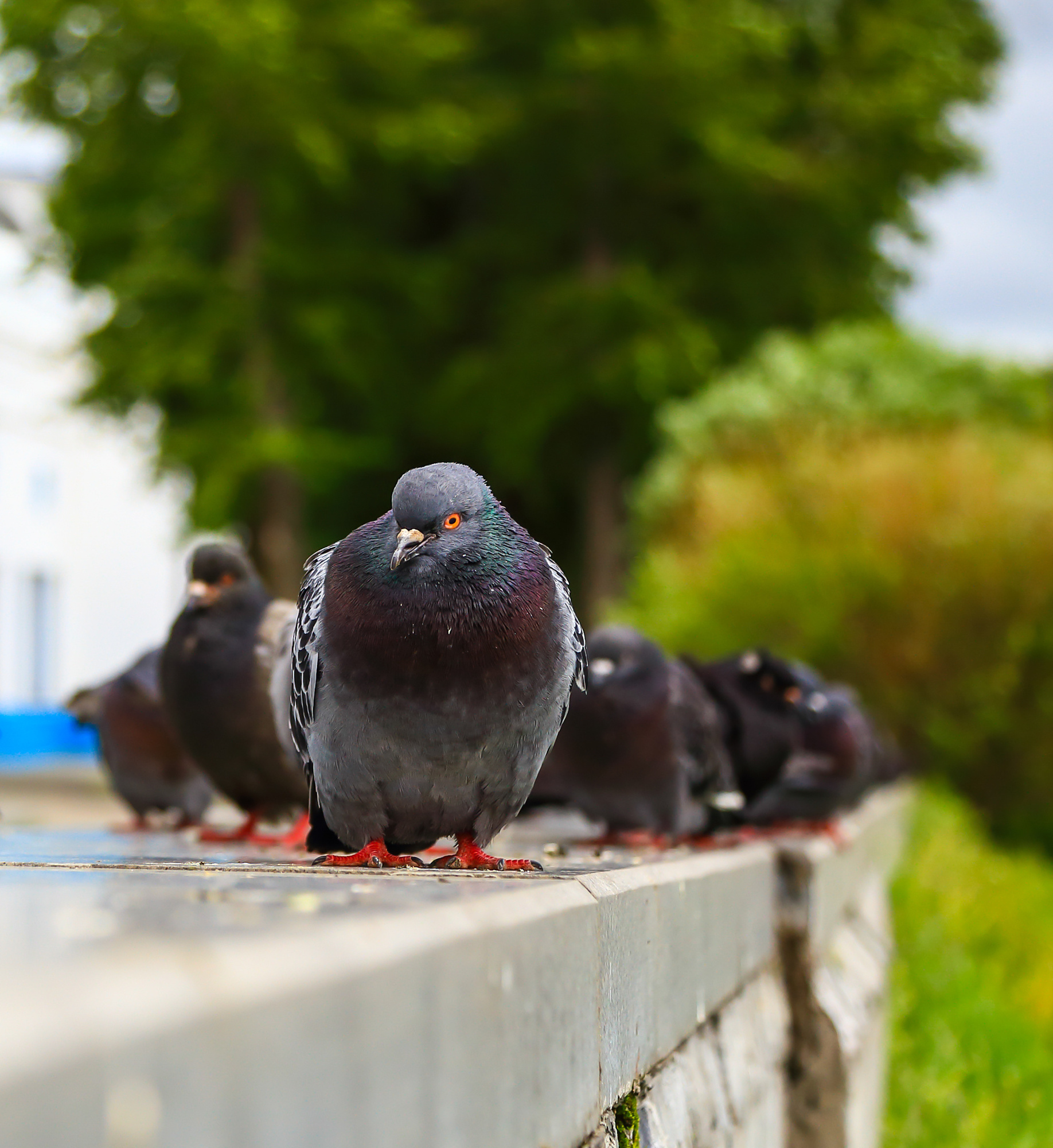 pest birds