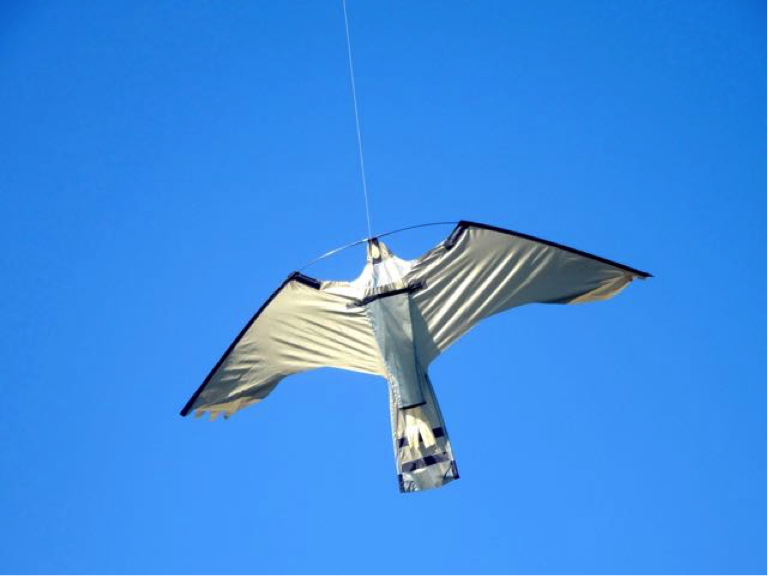 Falcon Kite Flying