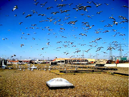 Seagulls